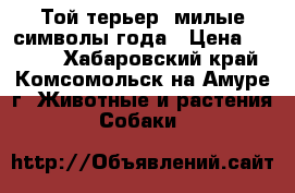 Той-терьер- милые символы года › Цена ­ 5 000 - Хабаровский край, Комсомольск-на-Амуре г. Животные и растения » Собаки   